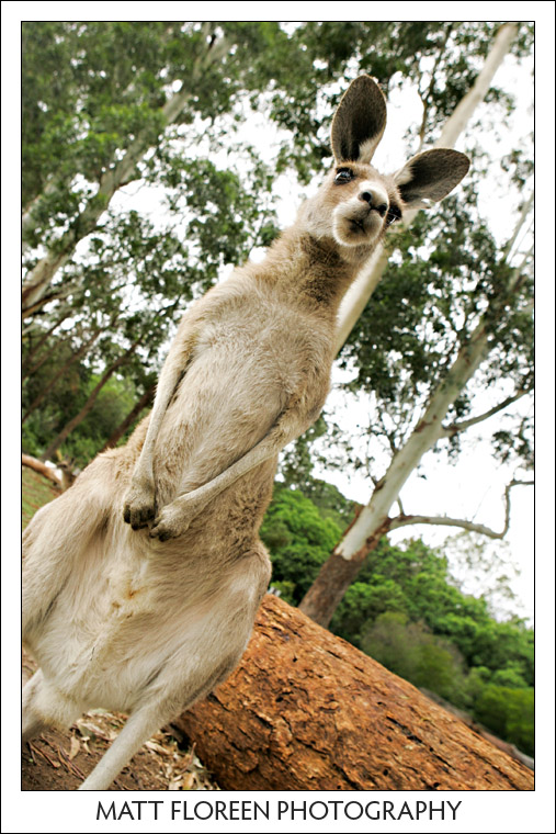 The Fauna of Queensland – MATT'S PHOTOLOGUE